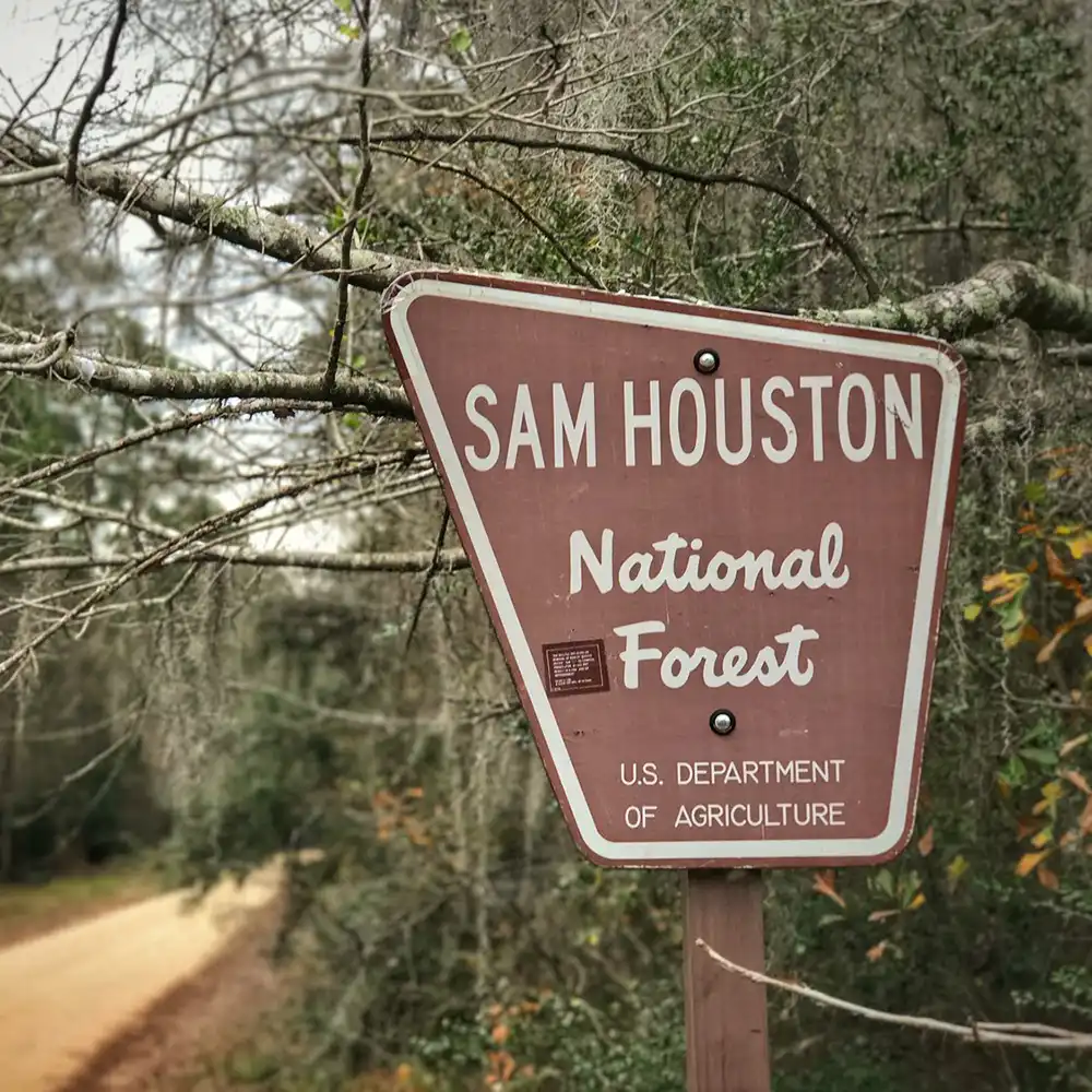 Sign that says Sam Houston National Forest in front of tree with dirt road in background