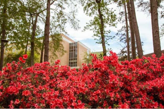 The Smith-Hutson building framed by blooming red azaleas and green trees on a bright spring day.
